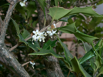 구골나무 사진 - Osmanthus heterophyllus (G.Don) P.S.Green Photos