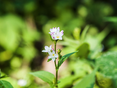 고마리 사진 - Persicaria thunbergii (Siebold & Zucc.) H.Gross ex Nakai Photos