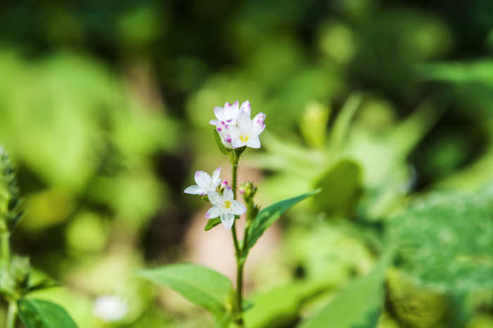 고마리 - Korean perisica, Persicaria thunbergii (Siebold & Zucc.) H.Gross ex Nakai