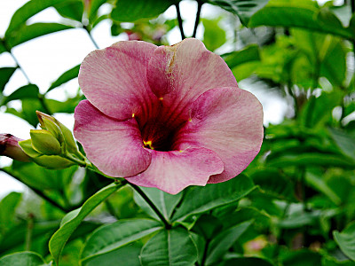알라만다 사진 - Allamanda Photos