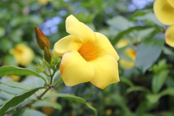 알라만다 - Allamanda