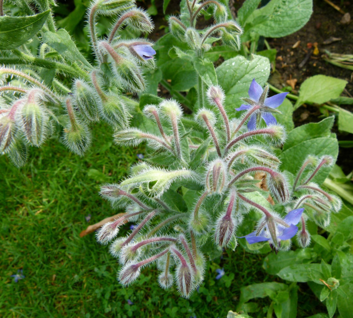 보리지 - Starflower, Borago officinalis L.