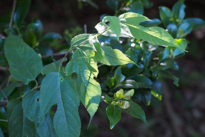닥나무 - paper mulberry, Broussonetia kazinoki