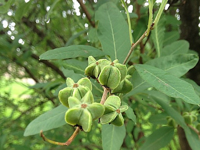 가침박달 사진 - Exochorda serratifolia S.Moore var. serratifolia Photos