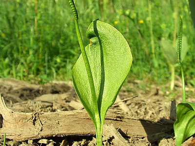 나도고사리삼 사진 - Ophioglossum vulgatum L. Photos
