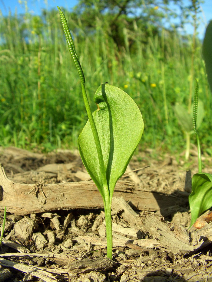 나도고사리삼 - Ophioglossum vulgatum L.