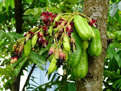 스타후르츠 사진 - Averrhoa carambola L. Photos