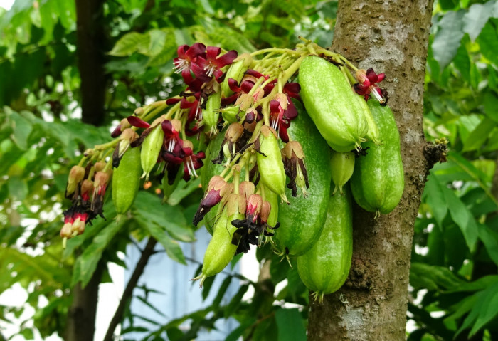 스타후르츠 - Star fruit, Averrhoa carambola L.