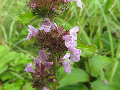 꽃층층이꽃 사진 - Clinopodium chinense var. grandiflora (Maxim.) Kitag. Photos