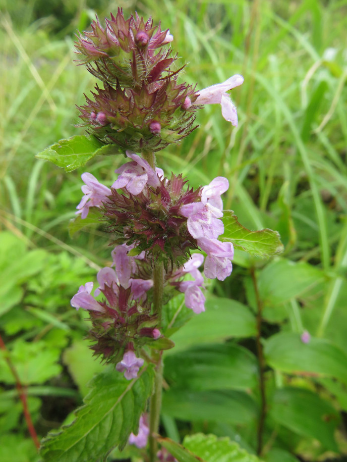 꽃층층이꽃 - Clinopodium chinense var. grandiflora (Maxim.) Kitag.