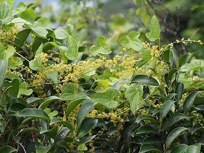 단풍마 사진 - Dioscorea quinqueloba Thunb. Photos