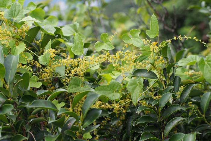 단풍마 - Dioscorea quinqueloba Thunb.