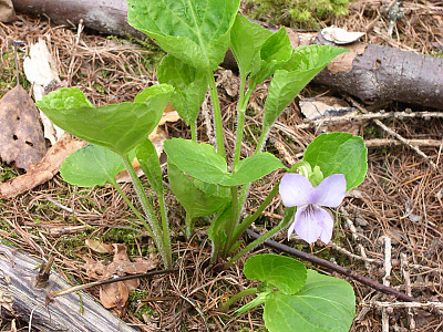 넓은잎제비꽃 사진 - Viola mirabilis L. Photos