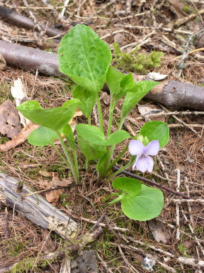 넓은잎제비꽃 - Viola mirabilis L.