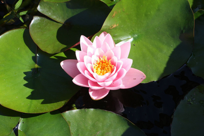 각시수련 - 바보, Nymphaea tetragona var. minima (Nakai) W.T.Lee