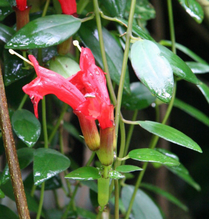 트리쵸스 - Lipstick plant, Aeschynanthus radicans