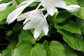 긴옥잠화 - Hosta plantaginea var. japonica Kikuti & F.Maek.