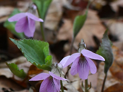고깔제비꽃 사진 - Viola rossii Hemsl. Photos