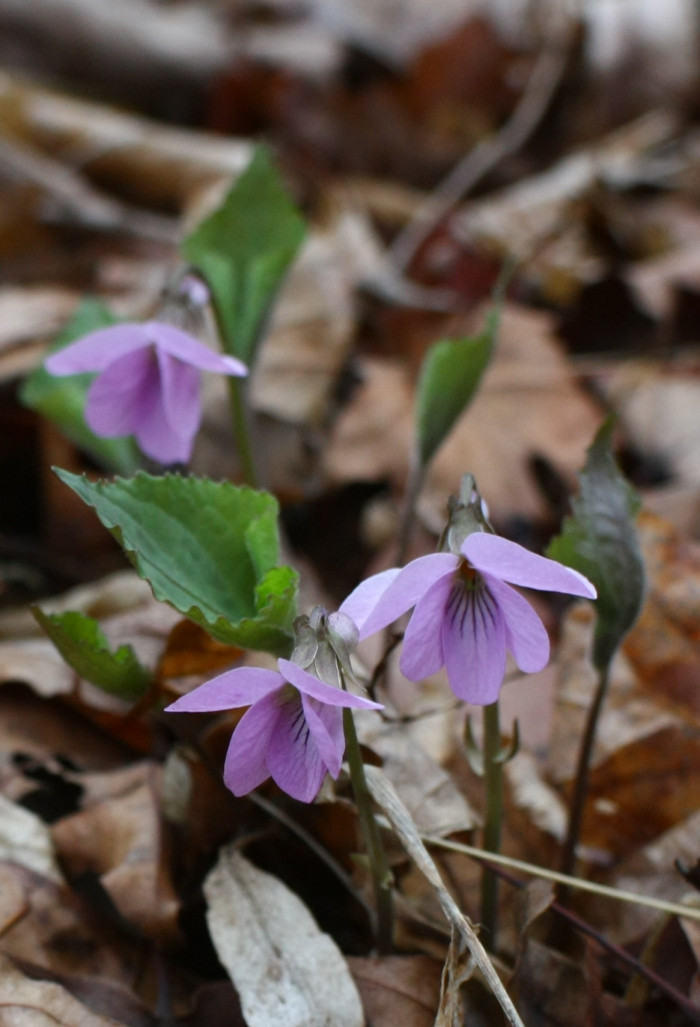 고깔제비꽃 - Viola rossii Hemsl.