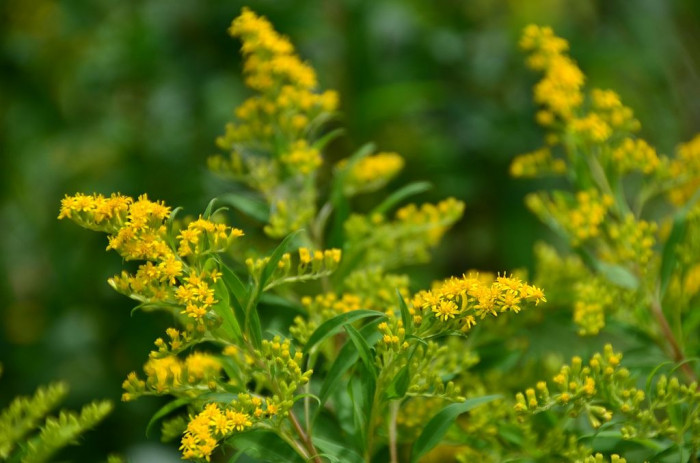 미국미역취 - Solidago gigantea, Solidago gigantea