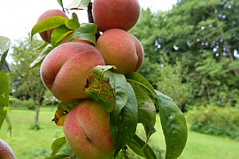 감복사 - Prunus persica for. compressa (Loudon) Rehder