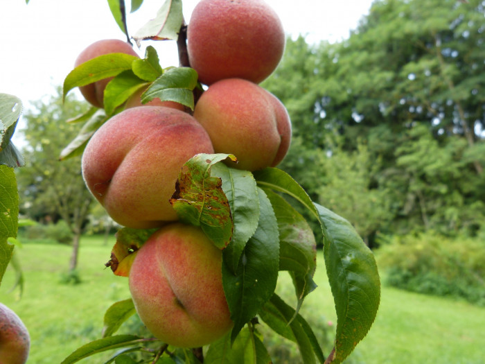 감복사 - Prunus persica for. compressa (Loudon) Rehder