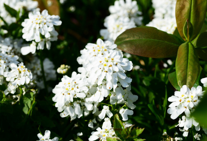 눈꽃 - Candytuft, Iberis sempervirens