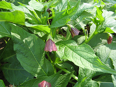 미치광이풀 사진 - Scopolia japonica Maxim. Photos
