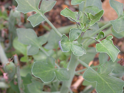 칠보수 사진 - Senecio articulatus Photos