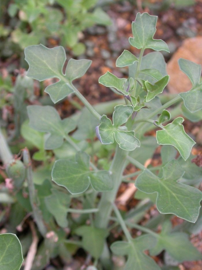 칠보수 - Senecio articulatus