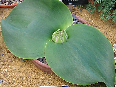 마소니아 퍼스툴레타 사진 - Massonia pustulata Photos