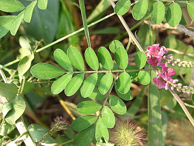 낭아초 사진 - Indigofera pseudotinctoria Matsum. Photos