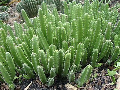거성화 사진 - Stapelia gigantea n. e. br. Photos