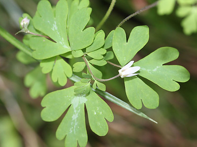 개구리발톱 사진 - Semiaquilegia adoxoides (DC.) Makino Photos