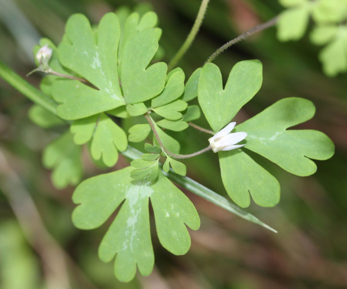 개구리발톱 - Semiaquilegia adoxoides (DC.) Makino