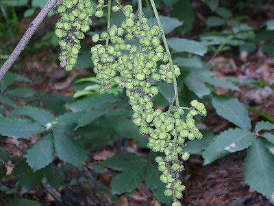 개옻나무 사진 - Rhus trichocarpa Miq. Photos