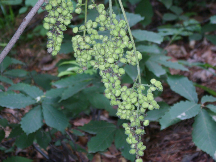 개옻나무 - Rhus trichocarpa Miq.