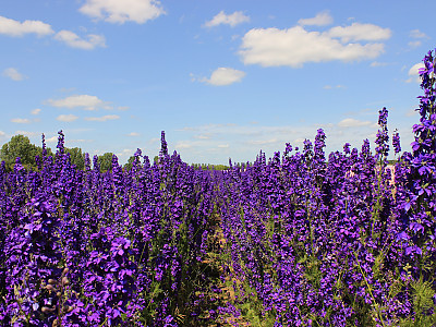 델피니움 사진 - Delphinium Photos