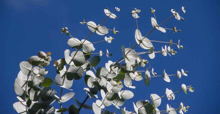 유칼립투스 - Eucalyptus, Eucalyptus globulus