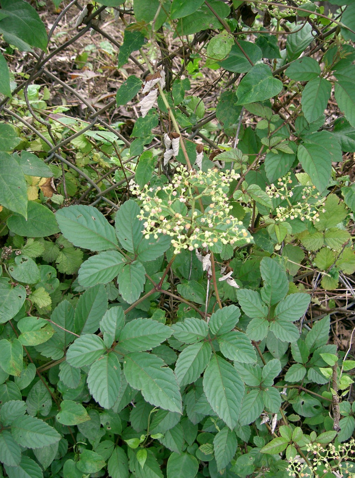 거지덩굴 - Cayratia japonica (Thunb.) Gagnep.
