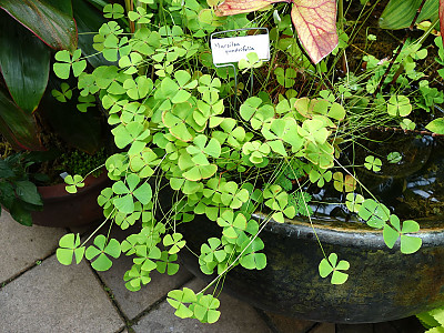 네가래 사진 - Marsilea quadrifolia L. Photos