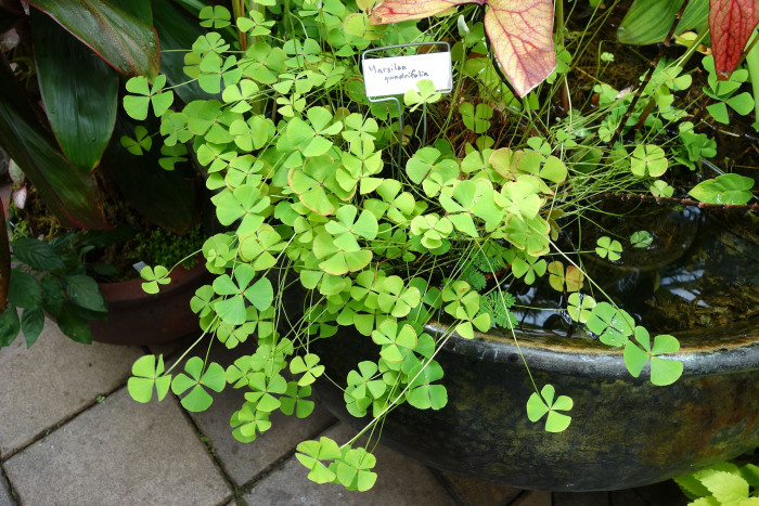 네가래 - Colony of Marsilea quadrifolia, Marsilea quadrifolia L.