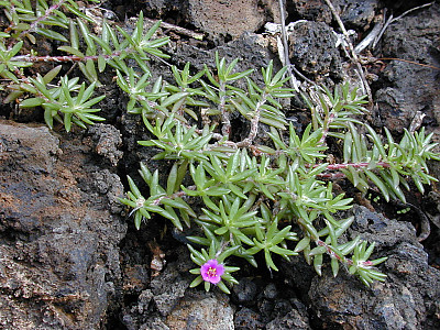 필로소스 사진 - Portulaca pilosa Photos