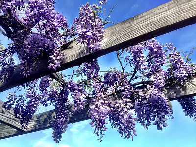 등나무 사진 - Wisteria floribunda (Willd.) DC. for. floribunda Photos