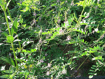 낭아초 사진 - Indigofera pseudotinctoria Matsum. Photos