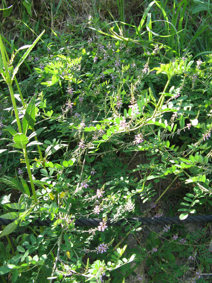 낭아초 - Indigofera pseudotinctoria Matsum.