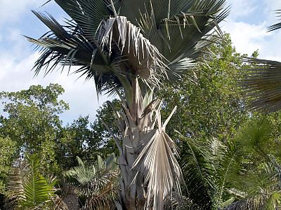 페르니쿠스 야자 사진 - Copernicia fallaensis Photos