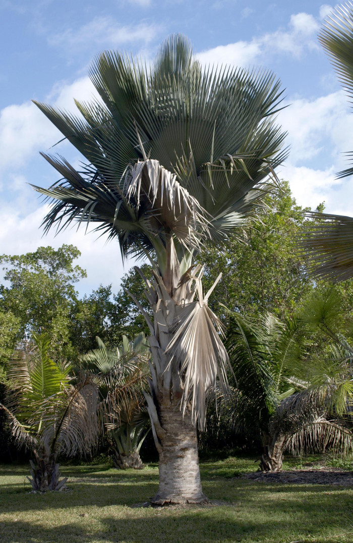 페르니쿠스 야자 - Giant Yarey Palm, Copernicia fallaensis