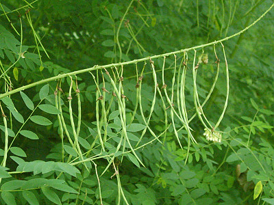 고삼 사진 - Sophora flavescens Solander ex Aiton Photos