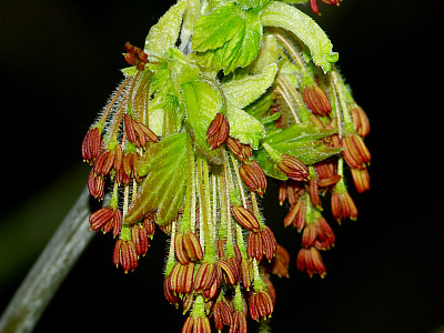 네군도단풍 사진 - Acer negundo L. Photos